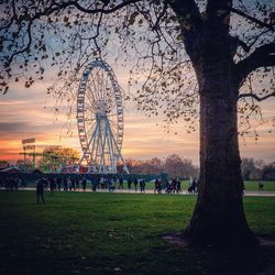 Bare trees at sunset