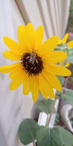 Close-up of bee pollinating on yellow flower