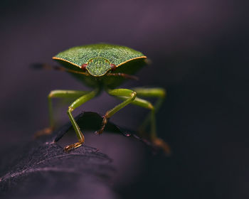 Close-up of insect