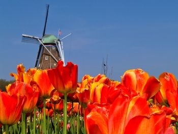 Low angle view of flowering plants against sky