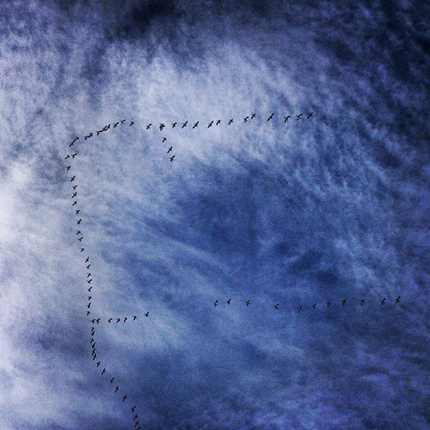 bird, low angle view, flying, animal themes, sky, animals in the wild, wildlife, flock of birds, cloud - sky, silhouette, cloudy, nature, tranquility, cloud, beauty in nature, no people, dusk, outdoors, weather