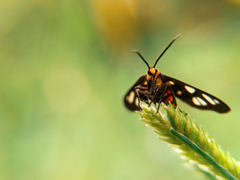 Close-up of butterfly on leaf