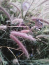 Close-up of plant against blurred background