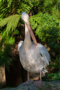 Close-up of pelican perching on plant