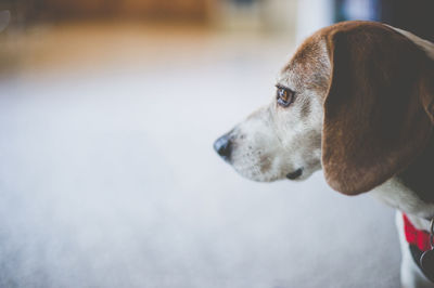 Close-up of dog