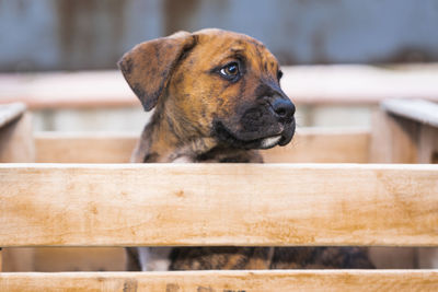 Close-up shot of the face of a spanish alano puppy in a wooden box with blurred background