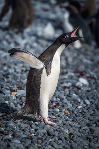 Adelie penguin squawking on dark shingle beach