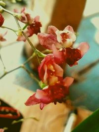 Close-up of red flower