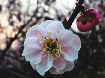 Close-up of fresh white flowers blooming outdoors