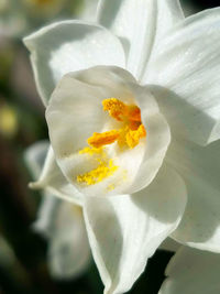 Close-up of white flower