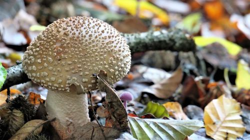 Close-up of mushrooms