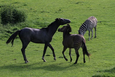 Horses on field