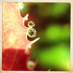 Close-up of plant against blurred background