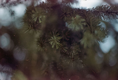 Full frame shot of wet pine tree