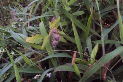 Close-up of snake on plant