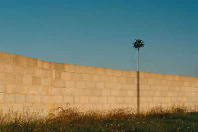 A palm tree emerges from behind a wall