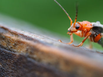 Close-up of insect outdoors