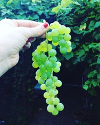 Close-up of hand holding grapes