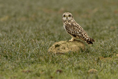 Close-up of a bird perching on a field