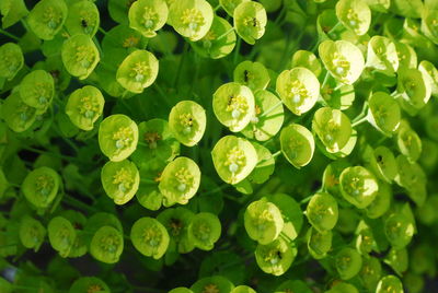 Full frame shot of green leaves