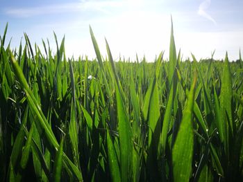Close-up of wheat growing on field against sky