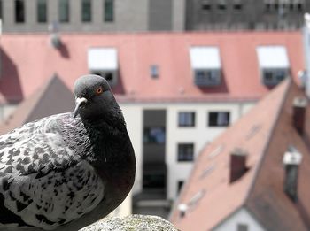Close-up of pigeon against buildings