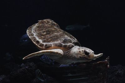 Turtle swimming in sea