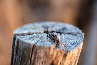 Close-up of tree stump