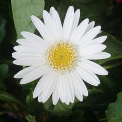 Close-up of white flower blooming outdoors