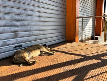 Cat sitting on a wall