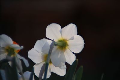 Close-up of white flowers blooming against black background