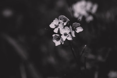 Close-up of flowering plant