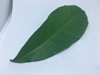 High angle view of green leaves on white background