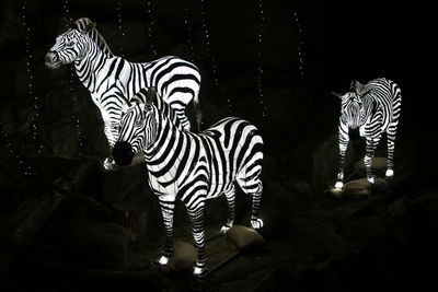 Close-up of zebra standing at night