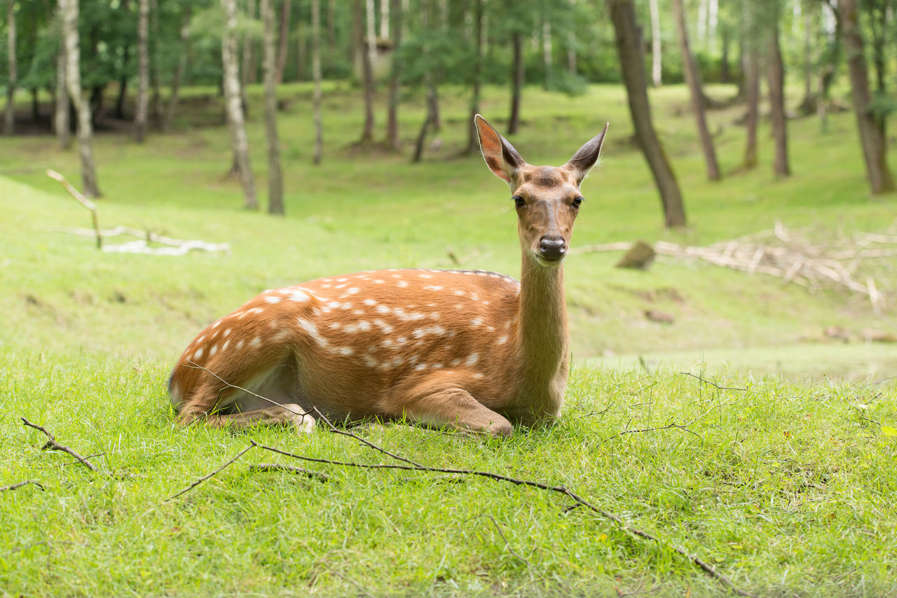 Female sika deer