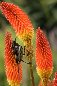New holland honeyeater feasting on red hot pokers