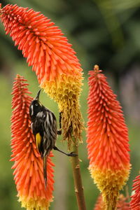 Close-up of butterfly pollinating on red flower