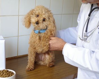 Midsection of doctor by dog on table