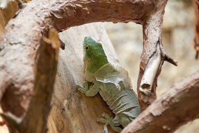 A green lizard is just skinning on a wooden branch