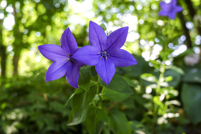 Close-up of purple flowering plant