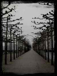 Street amidst trees against sky