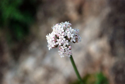 Close-up of flowering plant on field