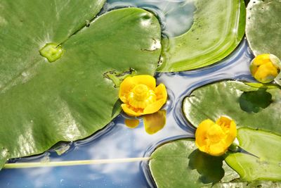 High angle view of yellow leaves floating on water