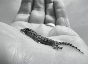 Close-up of lizard on hand