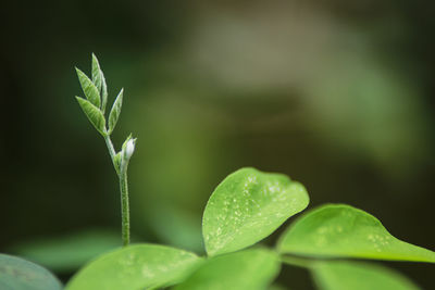 Close-up of raindrops on leaves