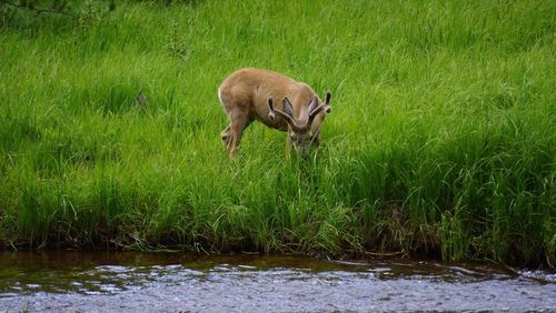 Deer by creek