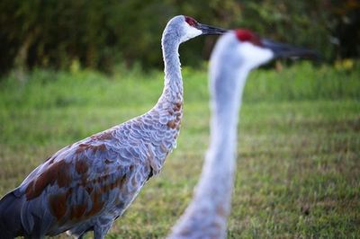 Bird on grassy field