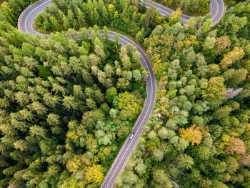 High angle view of road amidst trees in forest