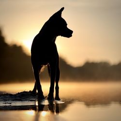 Silhouette dog on beach during sunset