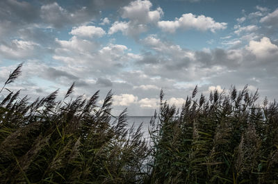 Plants by sea against sky